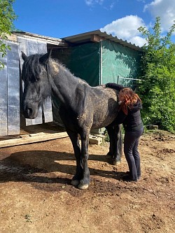 Shiatsu für's Pferd.