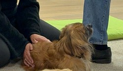 Reiki. Himmels-Ki. Behandlung mit und ohne Beruhigung.