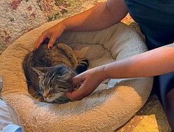 Katzenshiatsu auf Gut Aiderbichl, Iffeldorf.