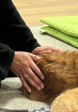 Shiatsu.beim Tier.