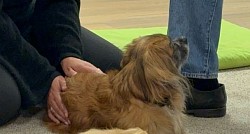 Hundeshiatsu.