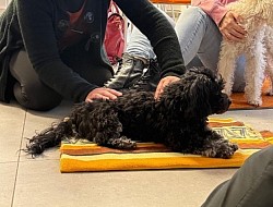 1x Rücken stärken für Hunde.