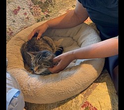 Katzenshiatsu.