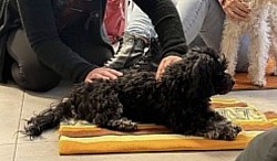 1x R&uuml;cken st&auml;rken f&uuml;r Hunde: Hundeshiatsu.